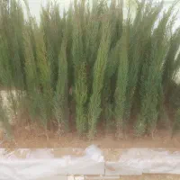 سرو ناز شیرازی اصل|گل و گیاه طبیعی|کاشان, ولیعصر|دیوار