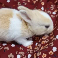 شش بچه خرگوش بیست روزه به همراه مادرشون.|موش و خرگوش|بوشهر, |دیوار