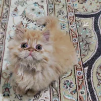 پرشین گارفیلدی دال فیس نر|گربه|شیراز, عفیف‌آباد|دیوار
