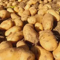 سیب زمینی درجه 1