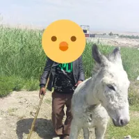 الاغ نر جوان