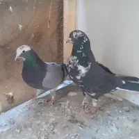 کفتر کبوتر خوب|پرنده|تهران, بیسیم|دیوار