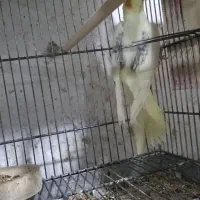 طوطی گرینچیک وعروس هلندی دوکت