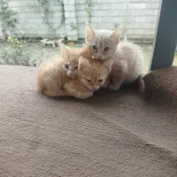 واگذاری رایگان بچه گریه