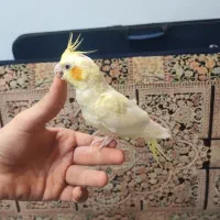 عروس کاملا دستی|پرنده|کاشان, زیدی|دیوار