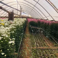 گل داودی تعداد/ در ۴ فصل سال|گل و گیاه طبیعی|پاکدشت, پاکدشت (مامازند)|دیوار