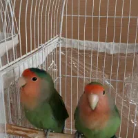 طوطی برزیلی