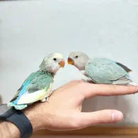 جوجه و جفت یابی کوتوله