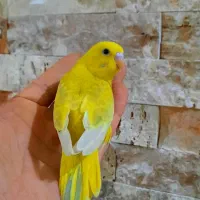 مرغ عشق دستی تازه دونخور