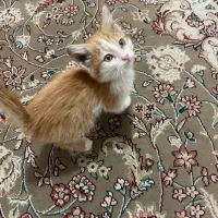 بچه گربه