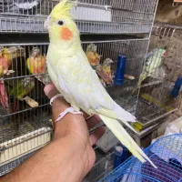 انواع‌طوطی‌ها‌به‌قیمت‌مناسب|پرنده|لالجین, |دیوار