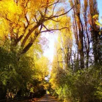 مرا دریاب که دل دریایی من بی تو مرداب است