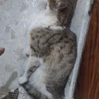 عروسک|گربه|زنجان, |دیوار