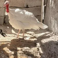 بوقلمون