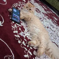 گربه پرشین اصیل شناسنامه دار با وسایل کامل