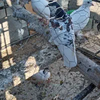 کبوتر یال|پرنده|شهرضا, |دیوار