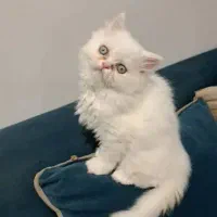 سلام ۲ عددبچه گربه پرشین