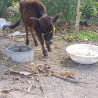 گوساله|حیوانات مزرعه|میناب, |دیوار