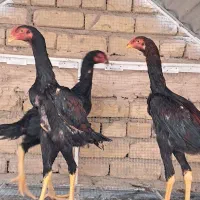 لاری اوشامو|حیوانات مزرعه|اصفهان, قهجاورستان|دیوار