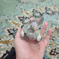 جوجه ی عروس هلندی 31 روزه سرلاکی