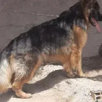 سگ ژرمن