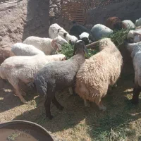 بره خوشگل درجه یک