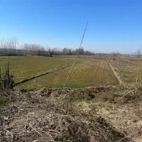 ۱۳۶۱ متر شالیزار در لاهیجان معاوضه با خودرو