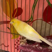 سه جفت قناری|پرنده|آران و بیدگل, |دیوار