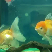 ماهی گلدفیش|ماهی|فردیس, منظریه|دیوار