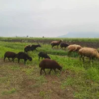 حیوان|حیوانات مزرعه|گالیکش, |دیوار
