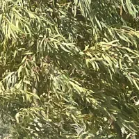 فروش  استثنایی نهال بید سفید