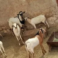 بز نر وماده سومال|حیوانات مزرعه|بندرعباس, |دیوار