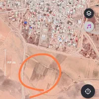 باغ انگور ایستاده دیم