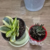 گل طبیعی|گل و گیاه طبیعی|اهر, |دیوار