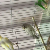 ی جفت قناری جفت خورده