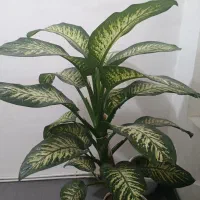 گل دیفن باخیا