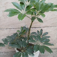 انواع گل‌های آپارتمان و ویلایی