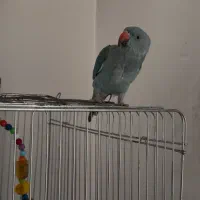 طوطی ملنگو ابی ۱۱ماهه سخنگو نر