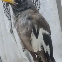 مرغ مینا|پرنده|بم, |دیوار