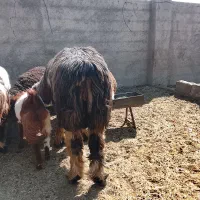 سلام بره نر سبک وقوچ داشت|حیوانات مزرعه|کوار, |دیوار