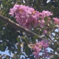 راهنمایی میکنم برا خرید ملک گیلان|فعالیت داوطلبانه|شیراز, شاهچراغ|دیوار