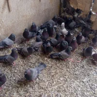 تعدادی سبزبازیکن کلایی|پرنده|بم, |دیوار