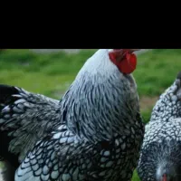 تخم نطفه دار ویاندوت سیلور|حیوانات مزرعه|خمینیشهر, |دیوار