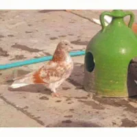 جوجه باخت رفته