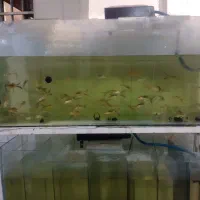 ماهی کوی|ماهی|قم, علی آباد|دیوار