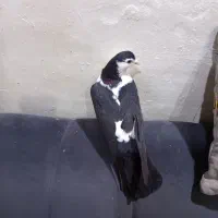 طاقی|پرنده|آران و بیدگل, |دیوار