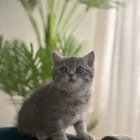 بچه گربه اسکاتیش بریتیش