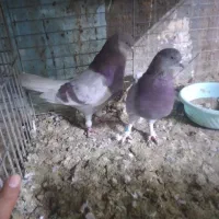 حیوانات پرنده|پرنده|قشم, |دیوار