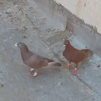 جفت دورگ درجه یک|پرنده|خرمشهر, |دیوار