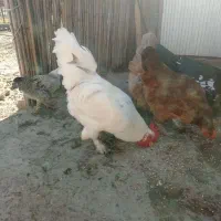 خروس پاپری|حیوانات مزرعه|رشت, بازار|دیوار